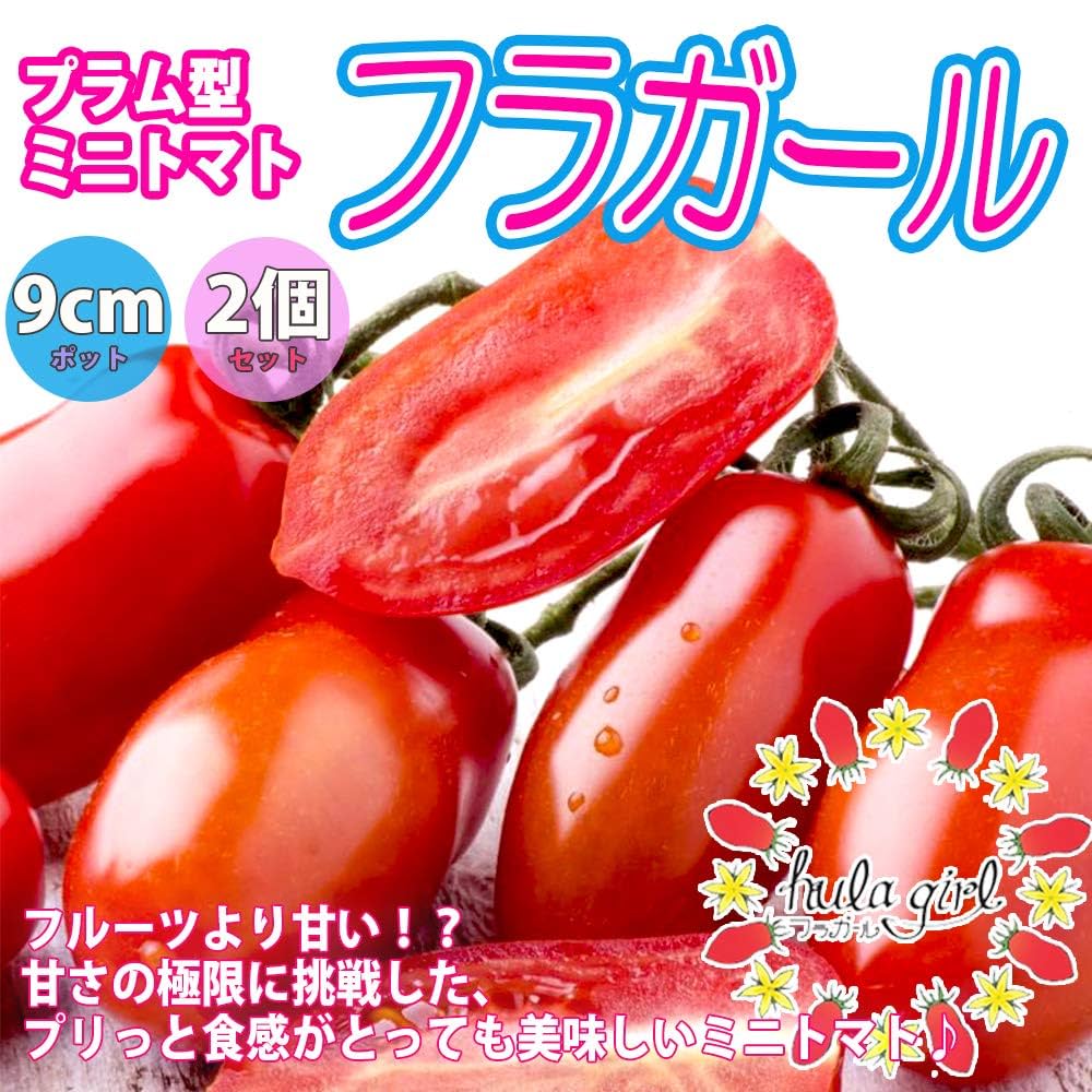 ミニトマトフラガール⭐️赤のみ5キロ ミニトマトフラガール⭐️赤のみ5キロ Amazon.co.jp: ITANSE